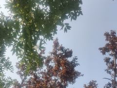 -巴依兄弟西域美食(机场店)