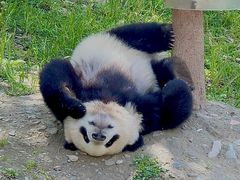 -卧龙中华大熊猫苑神树坪基地