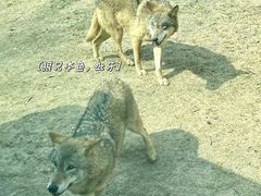 -北京野生动物园