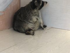 -浣熊柯尔鸭土拨鼠·电玩咖