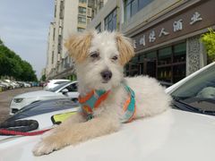 -佳怡动物医院·平价24小时·猫专科骨外科