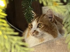 -氷冰凉刨冰甜品(北京路店)