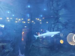 -烟台海昌鲸鲨海洋公园