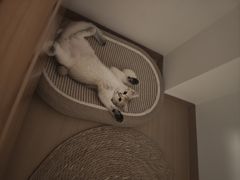 -宠物星动物医院·眼科·异宠·猫科(江南大道总院)