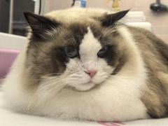 -FAELING PETS美天灵宠物(富力广场店)