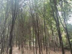 -天鹿湖森林公园