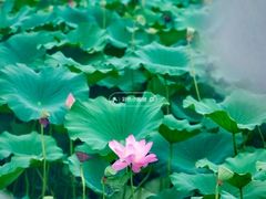-莫愁湖公园