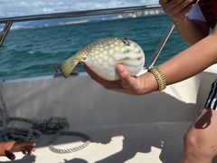 -小猫钓鱼海钓俱乐部(椰梦长廊店)