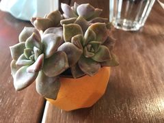 -Mesa Madre梅萨妈妈·Bintana(国贸店)