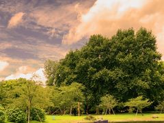 -上海共青森林公园