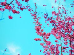 -合肥滨湖国家森林公园