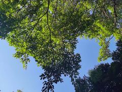 -东莞植物园