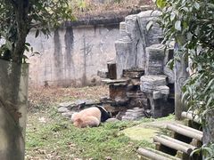 -中国大熊猫保护研究中心雅安碧峰峡基地