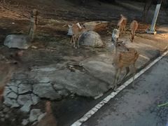 -清迈夜间动物园