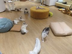 -1013 PET SHOP精品宠物商店(丁香店)