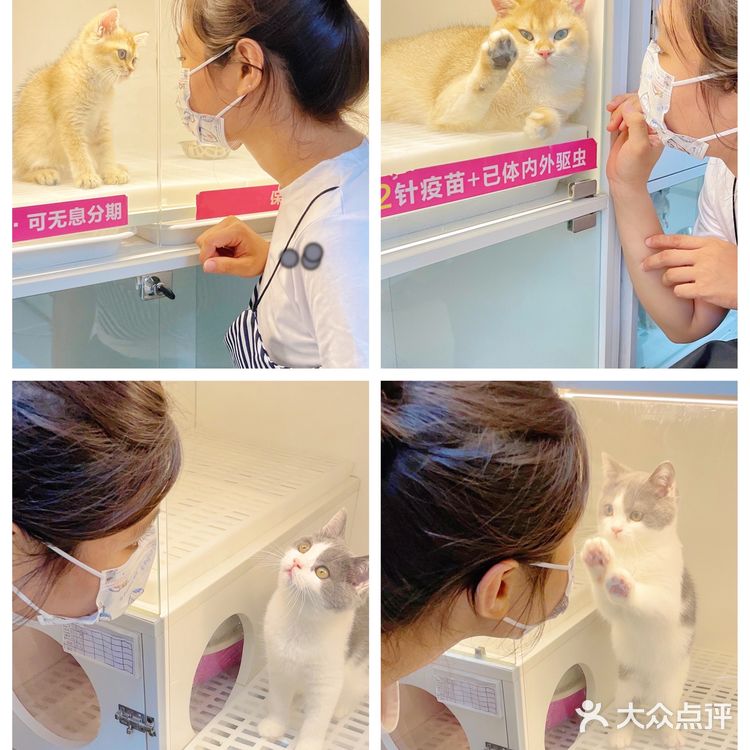 广州探店｜哇！银点简直就是我的梦中情猫啊！