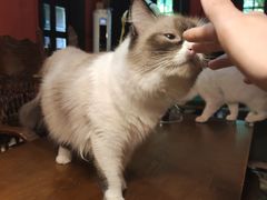 -猫色咖啡·猫咖