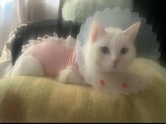 -纳吉亚猫专科动物医院博雅分院