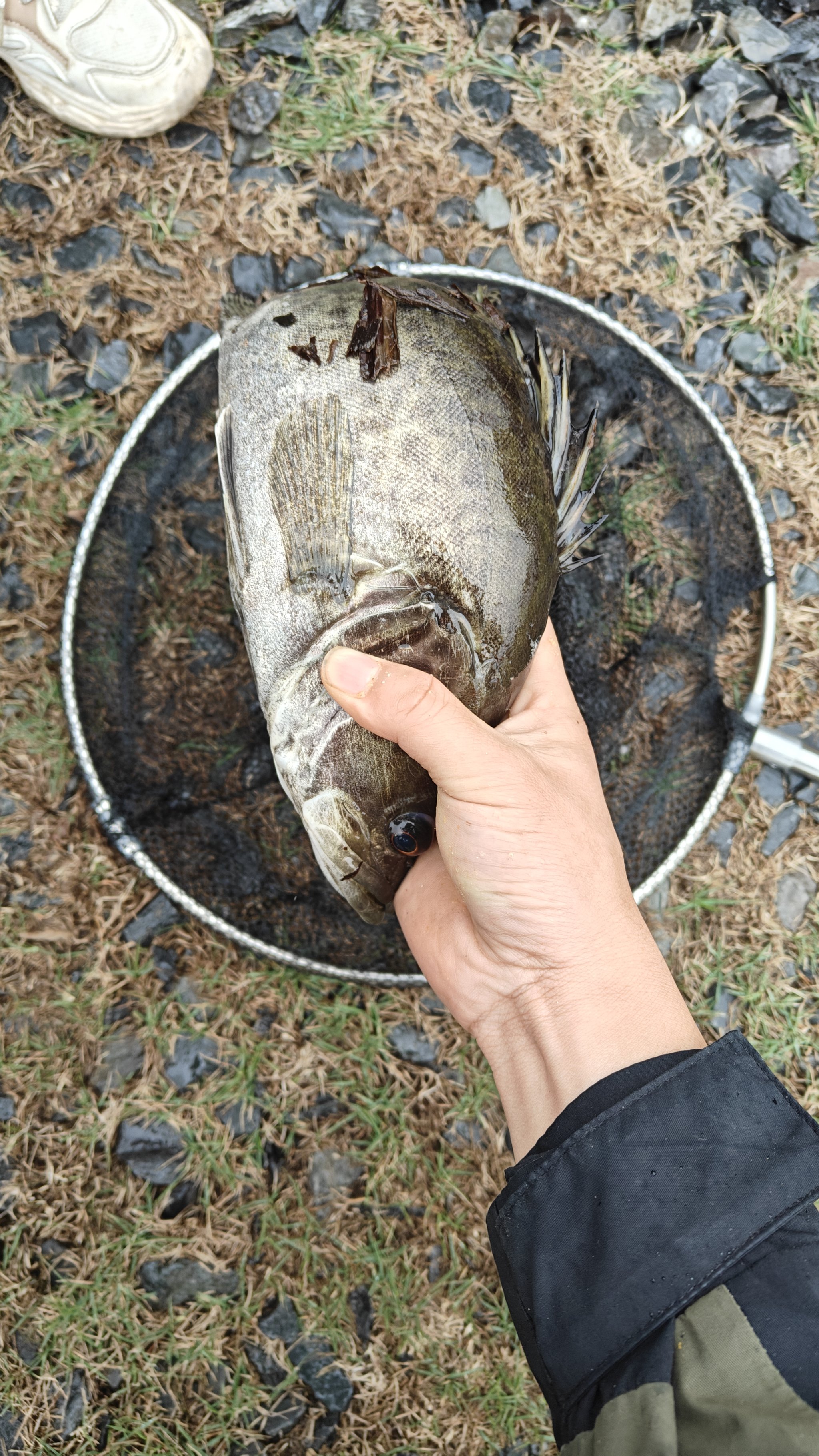 泥鳅钓鳜鱼钓多深图片