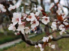 -大宁郁金香公园-停车场