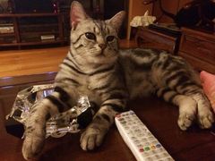 iphone_upload_pic-Bastet sally猫舍购宠(静安店)