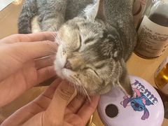 -共舞时光猫咖·狗咖(新街口店)
