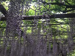 -嘉定紫藤园