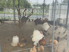 -前小桔亲子创意农场·草莓采摘·露营烧烤