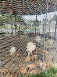 -前小桔亲子创意农场·草莓采摘·露营烧烤