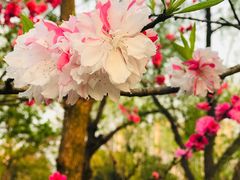 -南汇桃花村