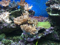 海珊瑚主题餐厅(湛江店)-御唐府海珊瑚主题餐厅