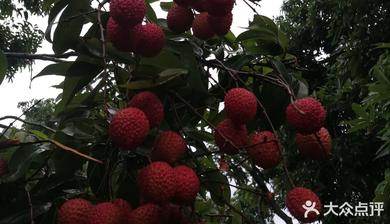 今年广东夏日的荔枝现摘现吃最甜！