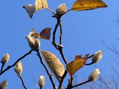 -阳澄湖费尔蒙酒店颐丰阁中餐厅(马鞍山西路店)