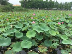 -滆湖低碳生态公园