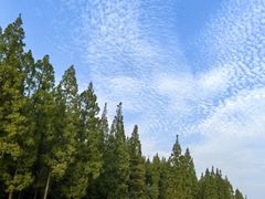 -黄海国家森林公园