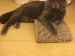 -喵zoo家庭繁育猫舍(尖东智能花园店)