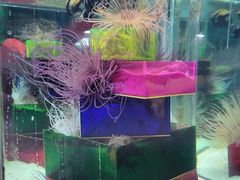 -太平洋海底世界