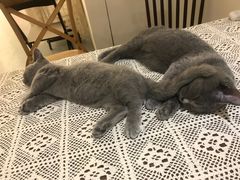 -猫友咖啡店(玉林西路店)