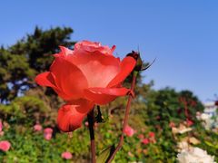 -莲花池公园