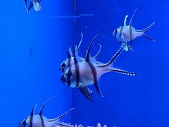 -太平洋海底世界