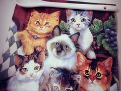 -喵的天空名猫咖啡馆·撸猫·猫舍·用品