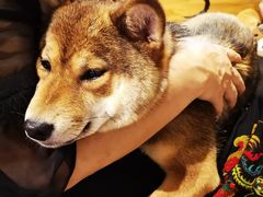 -柴务处·柴犬主题狗咖