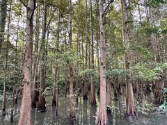 -桤木河湿地公园