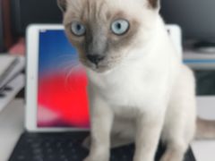 -袖虎·猫馆(体育西路店)