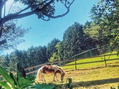 -神户市立六甲山牧场