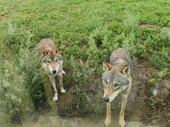 -鄂尔多斯野生动物园