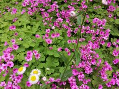 -新虹桥中心花园