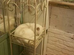 -猫咪博物馆(顶澳仔猫街店)