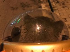 -八公叔叔宠物美容连锁(春申店)