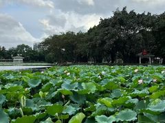 -荔湾湖公园